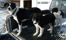 border collies